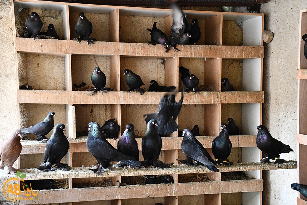 zohdi 3ashoor (9).jpeg